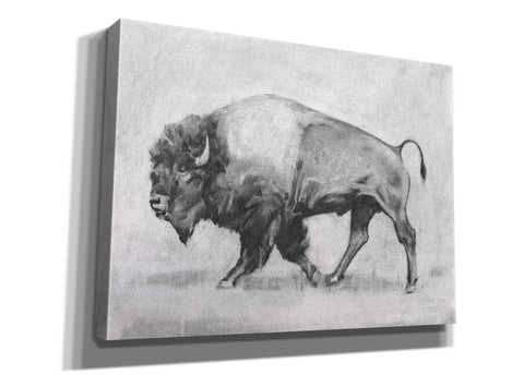 Image of 'Wild Bison Study II' by Emma Scarvey, Giclee Canvas Wall Art
