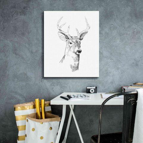 Image of 'Young Buck Sketch I' by Emma Scarvey, Giclee Canvas Wall Art,20 x 24