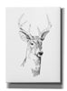 'Young Buck Sketch I' by Emma Scarvey, Giclee Canvas Wall Art