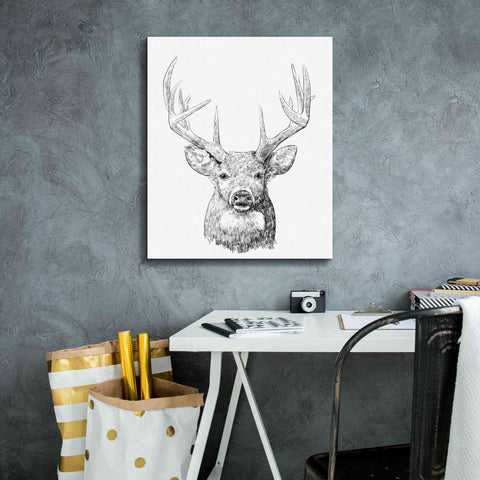 Image of 'Young Buck Sketch II' by Emma Scarvey, Giclee Canvas Wall Art,20 x 24