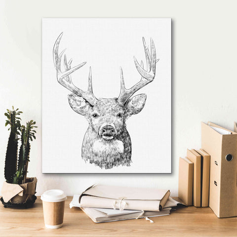 Image of 'Young Buck Sketch II' by Emma Scarvey, Giclee Canvas Wall Art,20 x 24
