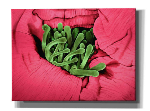 Image of 'Folds' by Rita Shimelfarb, Giclee Canvas Wall Art