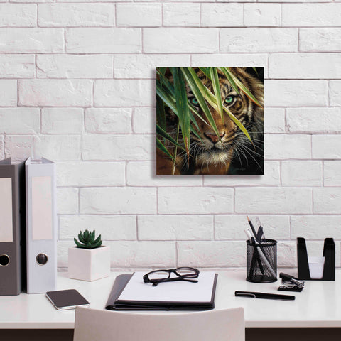 Image of 'Tiger Eyes' by Collin Bogle, Canvas Wall Art,12x12