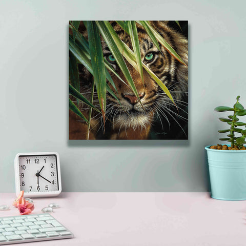 Image of 'Tiger Eyes' by Collin Bogle, Canvas Wall Art,12x12