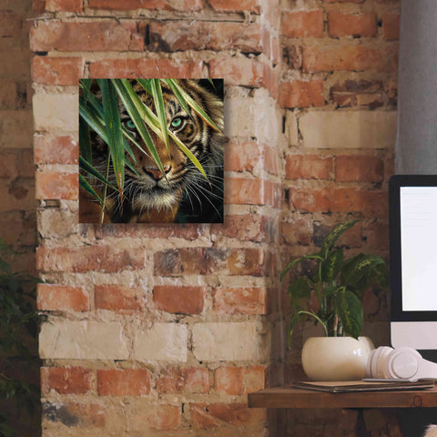 Image of 'Tiger Eyes' by Collin Bogle, Canvas Wall Art,12x12