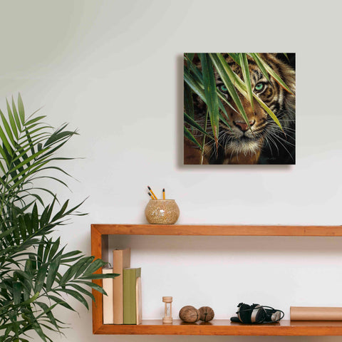 Image of 'Tiger Eyes' by Collin Bogle, Canvas Wall Art,12x12