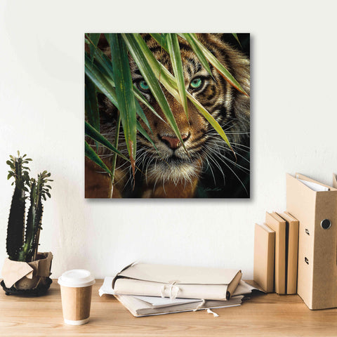 Image of 'Tiger Eyes' by Collin Bogle, Canvas Wall Art,18x18