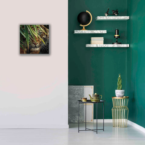 Image of 'Tiger Eyes' by Collin Bogle, Canvas Wall Art,18x18