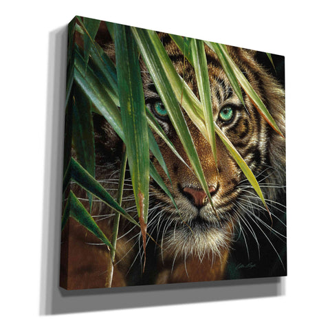 Image of 'Tiger Eyes' by Collin Bogle, Canvas Wall Art,Size 1 Square