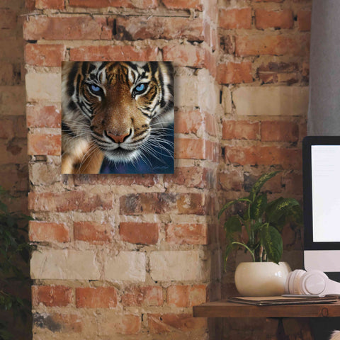 Image of 'Blue Eyes' by Collin Bogle, Canvas Wall Art,12x12