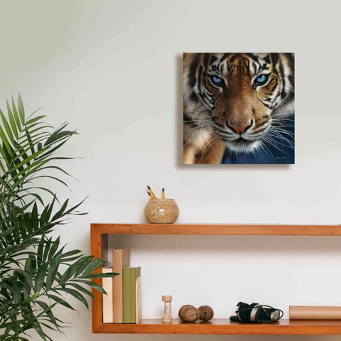 Image of 'Blue Eyes' by Collin Bogle, Canvas Wall Art,12x12