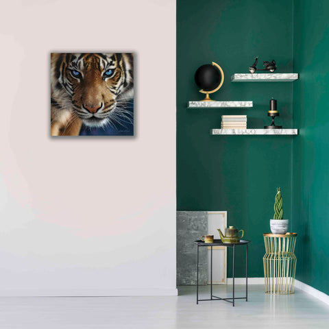Image of 'Blue Eyes' by Collin Bogle, Canvas Wall Art,26x26