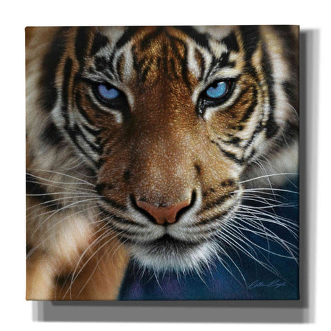 Image of 'Blue Eyes' by Collin Bogle, Canvas Wall Art,Size 1 Square