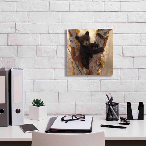 Image of 'Curious Cub I' by Collin Bogle, Canvas Wall Art,12x12