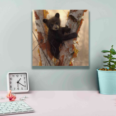 Image of 'Curious Cub I' by Collin Bogle, Canvas Wall Art,12x12