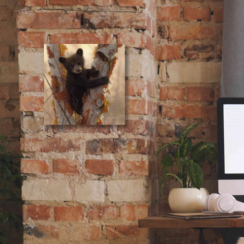 Image of 'Curious Cub I' by Collin Bogle, Canvas Wall Art,12x12