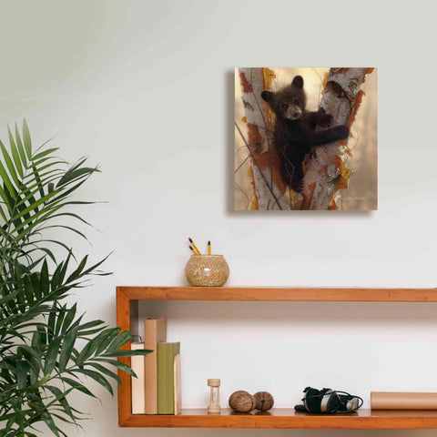 Image of 'Curious Cub I' by Collin Bogle, Canvas Wall Art,12x12