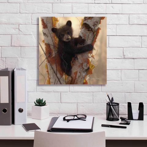 Image of 'Curious Cub I' by Collin Bogle, Canvas Wall Art,18x18