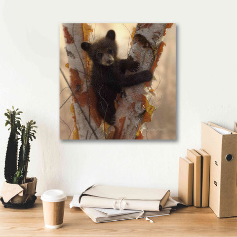 Image of 'Curious Cub I' by Collin Bogle, Canvas Wall Art,18x18