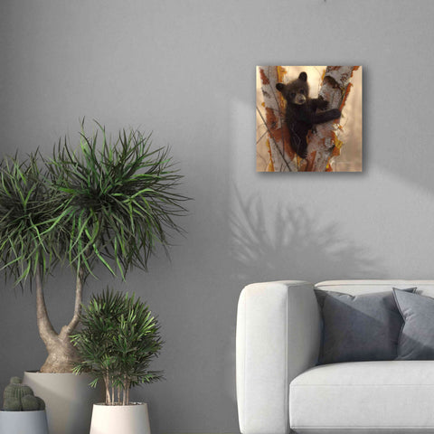 Image of 'Curious Cub I' by Collin Bogle, Canvas Wall Art,18x18