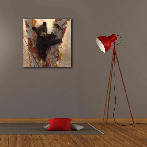 Image of 'Curious Cub I' by Collin Bogle, Canvas Wall Art,26x26