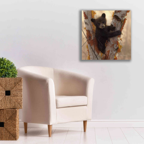 Image of 'Curious Cub I' by Collin Bogle, Canvas Wall Art,26x26