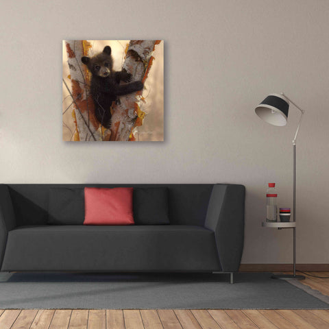Image of 'Curious Cub I' by Collin Bogle, Canvas Wall Art,37x37