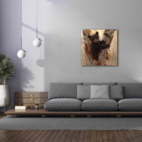 Image of 'Curious Cub I' by Collin Bogle, Canvas Wall Art,37x37