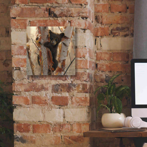 Image of 'Curious Cub II' by Collin Bogle, Canvas Wall Art,12x12