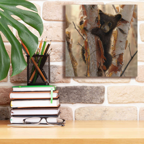 Image of 'Curious Cub II' by Collin Bogle, Canvas Wall Art,12x12
