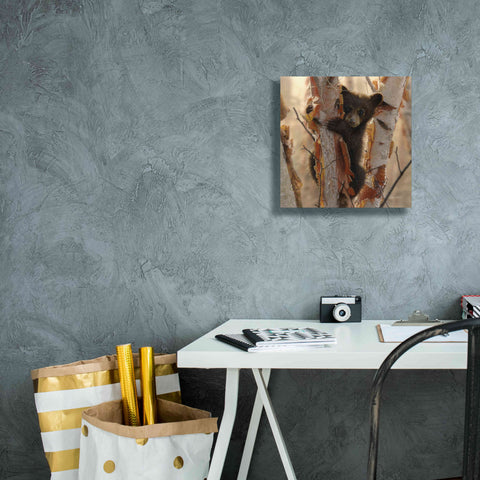 Image of 'Curious Cub II' by Collin Bogle, Canvas Wall Art,12x12