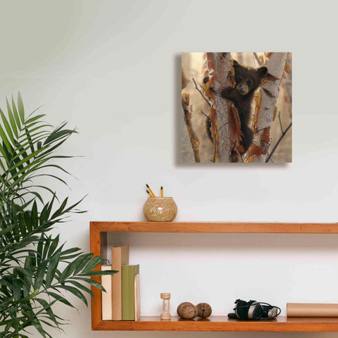 Image of 'Curious Cub II' by Collin Bogle, Canvas Wall Art,12x12
