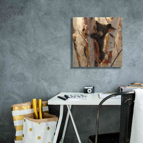 Image of 'Curious Cub II' by Collin Bogle, Canvas Wall Art,18x18