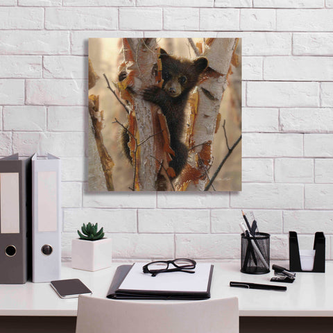 Image of 'Curious Cub II' by Collin Bogle, Canvas Wall Art,18x18