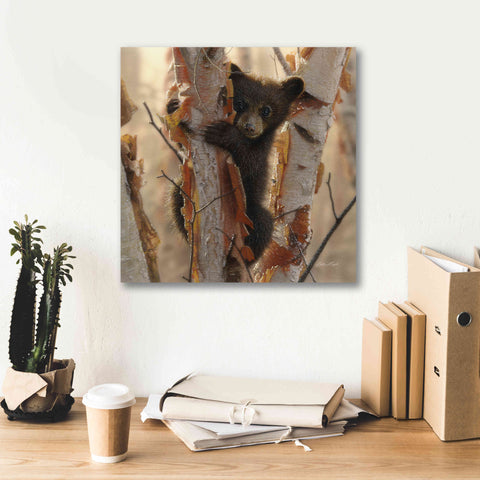 Image of 'Curious Cub II' by Collin Bogle, Canvas Wall Art,18x18