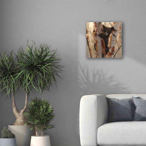 Image of 'Curious Cub II' by Collin Bogle, Canvas Wall Art,18x18