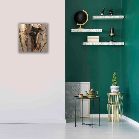 Image of 'Curious Cub II' by Collin Bogle, Canvas Wall Art,18x18