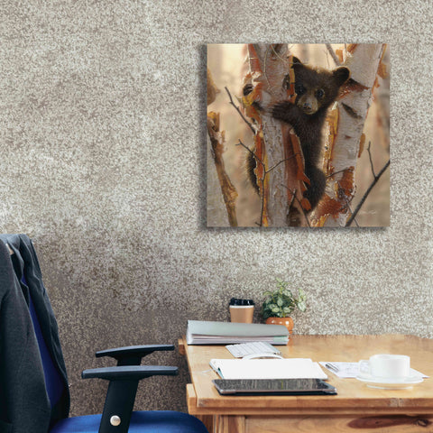 Image of 'Curious Cub II' by Collin Bogle, Canvas Wall Art,26x26