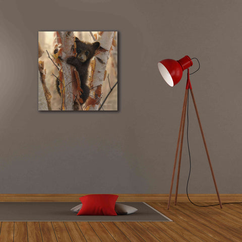 Image of 'Curious Cub II' by Collin Bogle, Canvas Wall Art,26x26