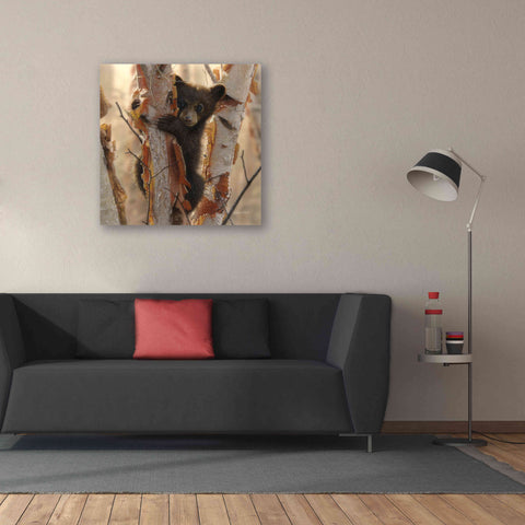 Image of 'Curious Cub II' by Collin Bogle, Canvas Wall Art,37x37