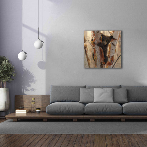 Image of 'Curious Cub II' by Collin Bogle, Canvas Wall Art,37x37