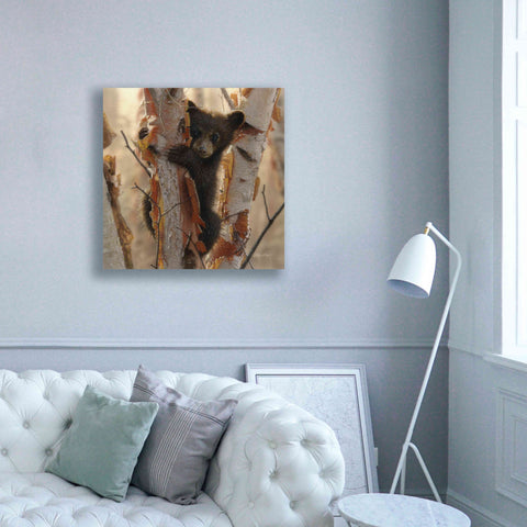 Image of 'Curious Cub II' by Collin Bogle, Canvas Wall Art,37x37