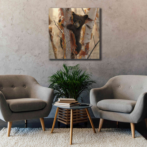 Image of 'Curious Cub II' by Collin Bogle, Canvas Wall Art,37x37