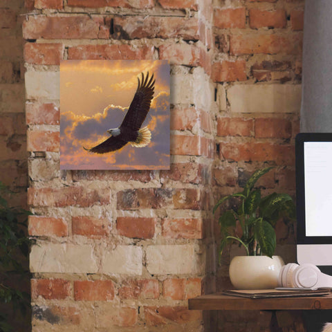 Image of 'Soaring Spirit' by Collin Bogle, Canvas Wall Art,12x12