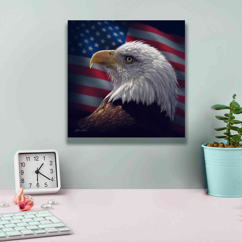 Image of 'American Bald Eagle' by Collin Bogle, Canvas Wall Art,12x12