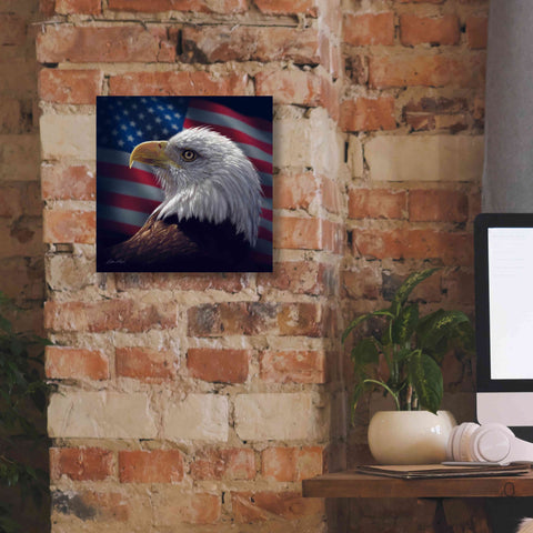 Image of 'American Bald Eagle' by Collin Bogle, Canvas Wall Art,12x12
