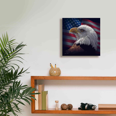 Image of 'American Bald Eagle' by Collin Bogle, Canvas Wall Art,12x12