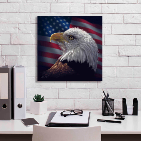 Image of 'American Bald Eagle' by Collin Bogle, Canvas Wall Art,18x18