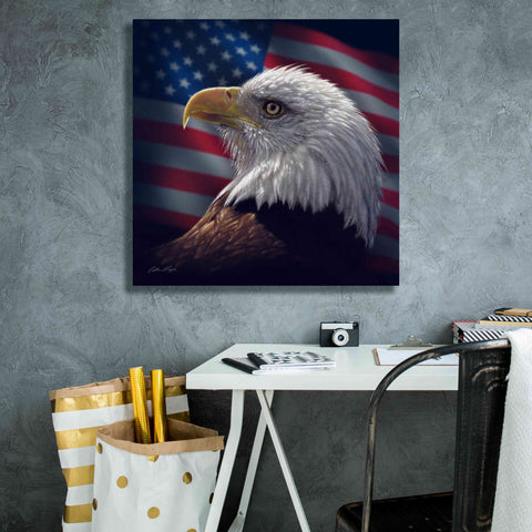 Image of 'American Bald Eagle' by Collin Bogle, Canvas Wall Art,26x26