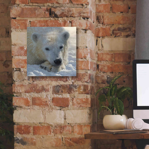 Image of 'Polar Bear Cub' by Collin Bogle, Canvas Wall Art,12x12